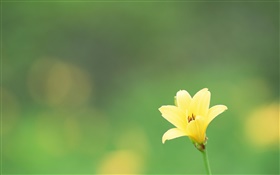 Una flor amarilla, fondo verde