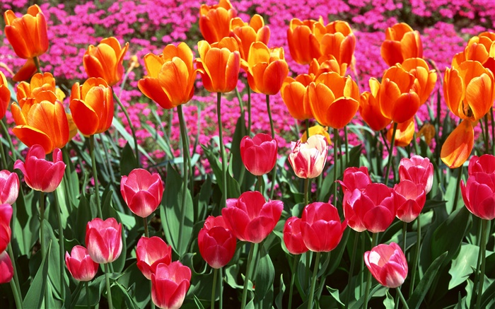 Naranja y rosa, flores de tulipán Fondos de pantalla, imagen
