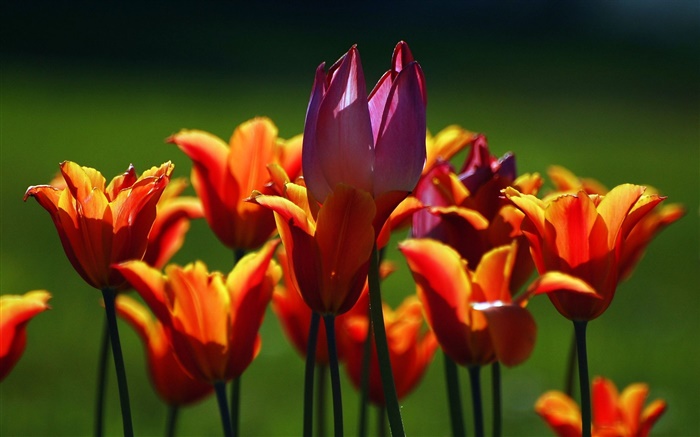 Naranja y flores de color púrpura tulipán Fondos de pantalla, imagen