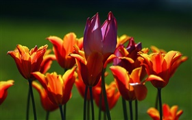 Naranja y flores de color púrpura tulipán