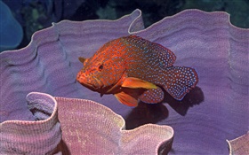 pescados anaranjados HD fondos de pantalla