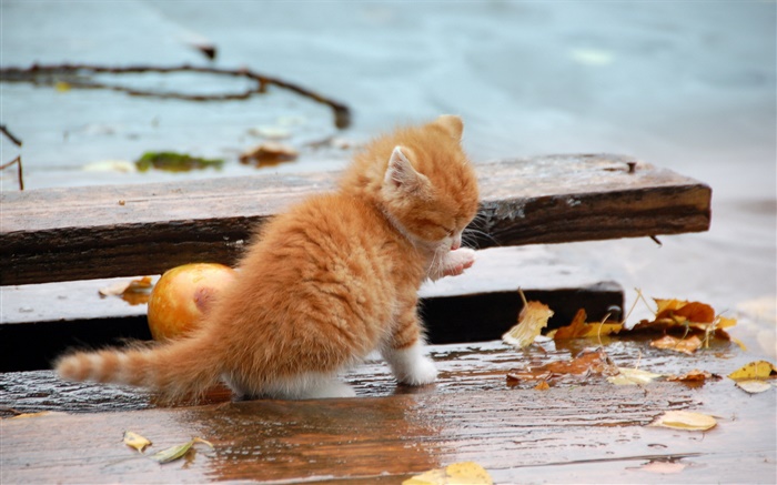 Gatito anaranjado, otoño, hojas Fondos de pantalla, imagen