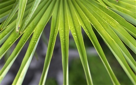 hojas de palma de cerca