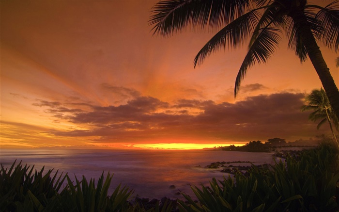 Las palmeras, costa, mar, cielo rojo, puesta del sol Fondos de pantalla, imagen