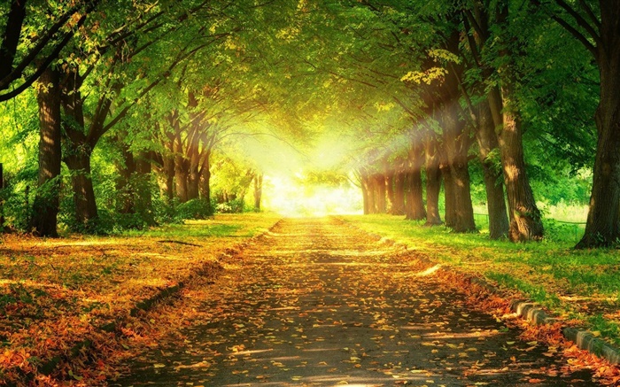 parque, camino, árboles, rayos del sol, otoño Fondos de pantalla, imagen