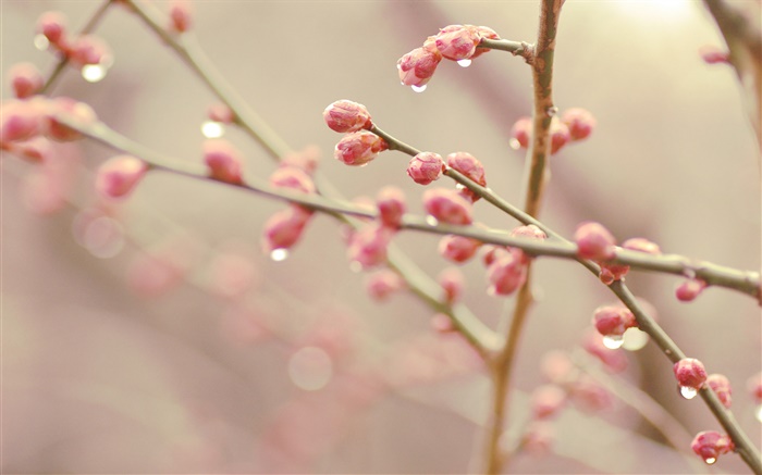 Brotes de flor de melocotón, primavera, ramas Fondos de pantalla, imagen