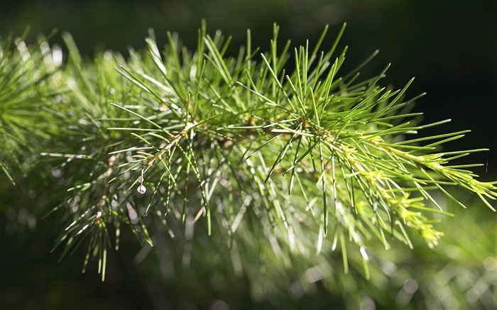 Árbol de pino, la ramita de cerca Fondos de pantalla, imagen