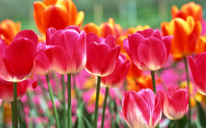 Color de rosa y flores de color naranja tulipán Fondos de pantalla, imagen