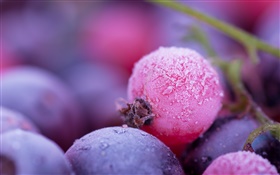 Bayas rosa y púrpura, helada, invierno HD fondos de pantalla