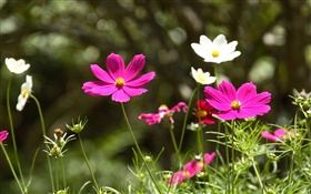 Cosmos rosado y blanco bipinnatus flores