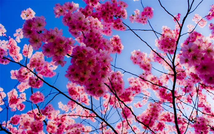 Flores de cerezo rosadas Fondos de pantalla, imagen