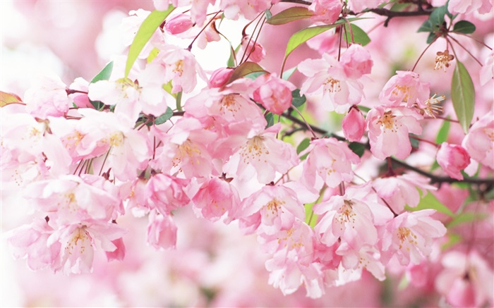 Flores de color rosa cereza, borrosa Fondos de pantalla, imagen