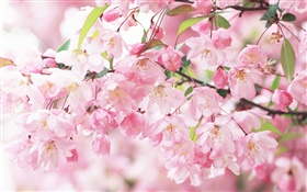 Flores de color rosa cereza, borrosa