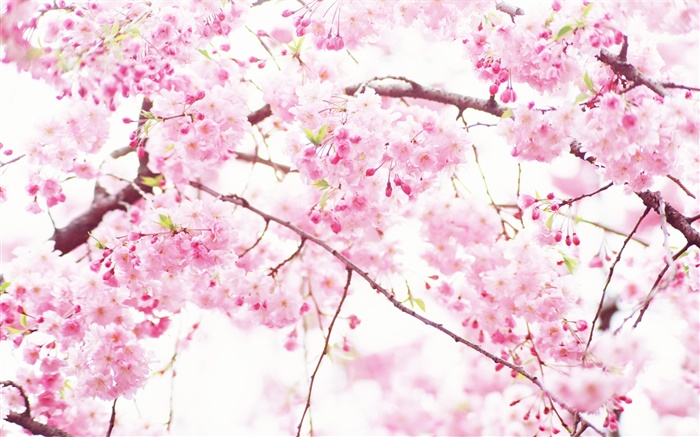 Flores de color rosa cereza, árbol, primavera Fondos de pantalla, imagen