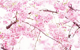 Flores de color rosa cereza, árbol, primavera