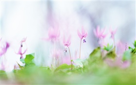 Flores de color rosa primer plano, fondo borroso HD fondos de pantalla