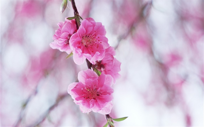 Flores de durazno rosa Fondos de pantalla, imagen