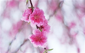 Flores de durazno rosa HD fondos de pantalla