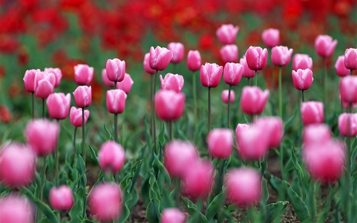 Pink campo de flores de tulipán Fondos de pantalla, imagen