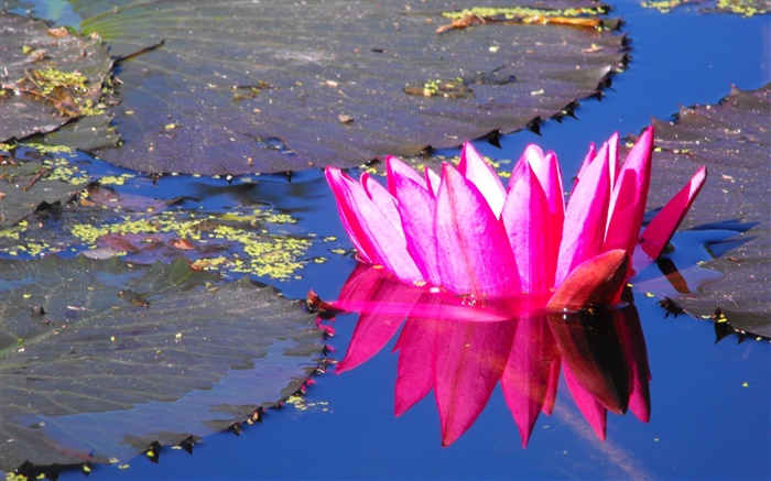 Flor rosada del lirio de agua, estanque Fondos de pantalla, imagen