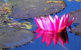 Flor rosada del lirio de agua, estanque