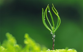 La germinación de la planta, primavera, las gotas de agua