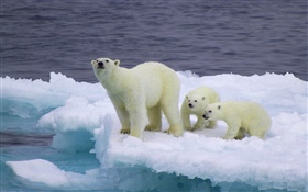 Oso polar y cachorros, hielo, frío