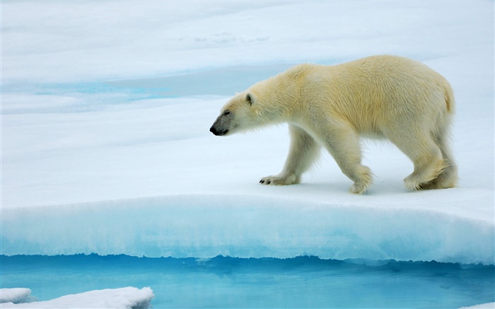 Oso polar caminando sobre el hielo Fondos de pantalla, imagen