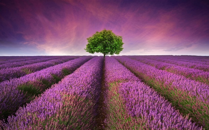 Púrpura campo de flores de lavanda, árbol Fondos de pantalla, imagen