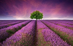Púrpura campo de flores de lavanda, árbol