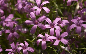púrpura pequeñas flores fotografía