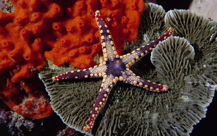 Estrellas de mar púrpuras Fondos de pantalla, imagen