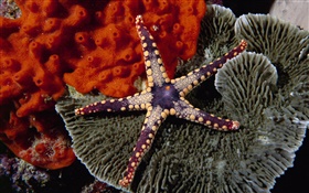 Estrellas de mar púrpuras