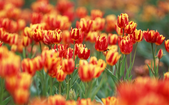 Colores naranja rojo y pétalos, flores de tulipán Fondos de pantalla, imagen