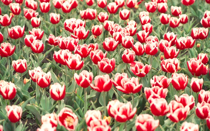 Tulipanes rojos y blancos flores Fondos de pantalla, imagen