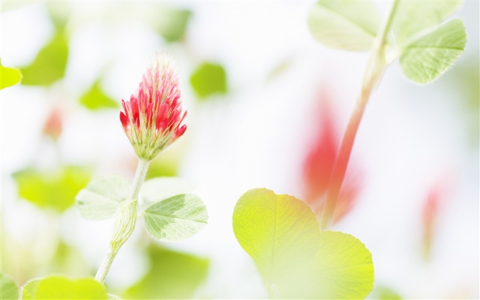 Flor roja, hojas verdes, bokeh Fondos de pantalla, imagen