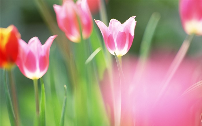 Flores rojas, tulipanes, fondo borroso Fondos de pantalla, imagen