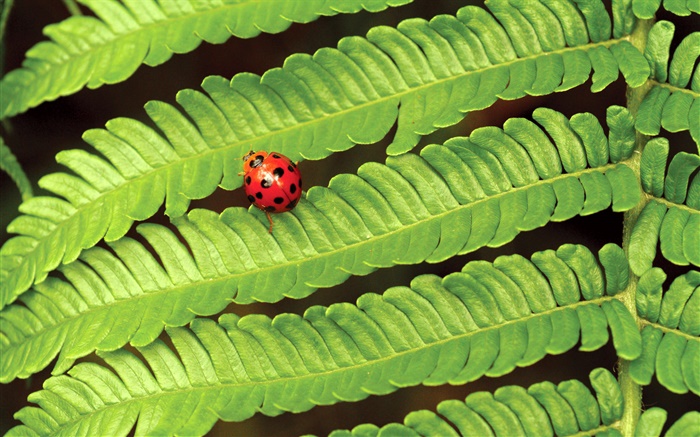 Ladybug rojo, hojas verdes Fondos de pantalla, imagen