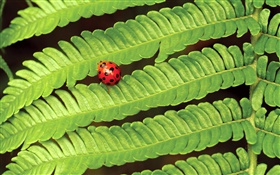 Ladybug rojo, hojas verdes