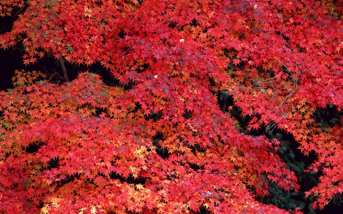 Hojas rojas, otoño Fondos de pantalla, imagen