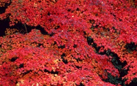Hojas rojas, otoño