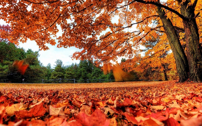 Hojas rojas cayendo al suelo, árboles, otoño Fondos de pantalla, imagen