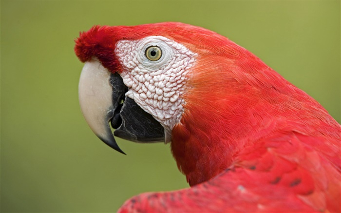 Macaw rojo close-up Fondos de pantalla, imagen
