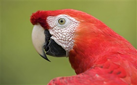 Macaw rojo close-up