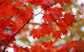 Hojas de arce rojas, otoño