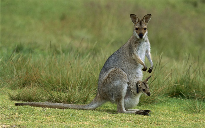 De cuello rojo wallaby, madre con el bebé, Australia Fondos de pantalla, imagen