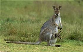 De cuello rojo wallaby, madre con el bebé, Australia