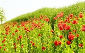 Roja flor de amapola de campo bajo el sol HD fondos de pantalla