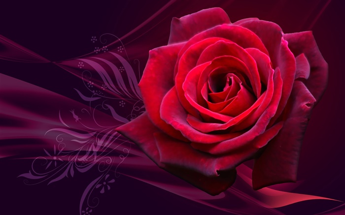 Rosa roja flor de cerca Fondos de pantalla, imagen