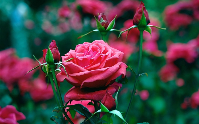 Flores rosas rojas en el jardín Fondos de pantalla, imagen
